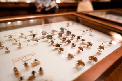Museo storia naturale La Specola