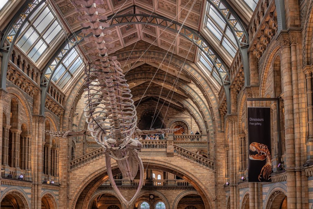 Museo storia naturale Londra