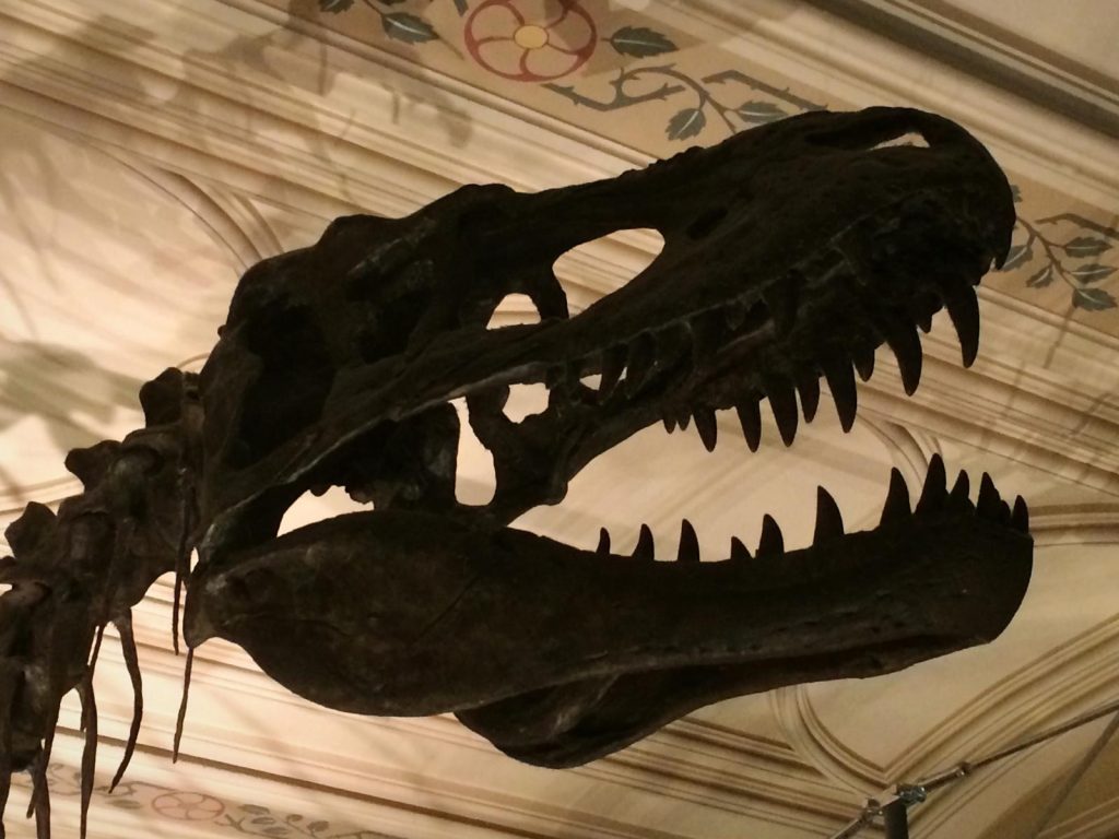 Museo storia naturale New York