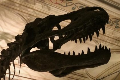 Museo storia naturale New York