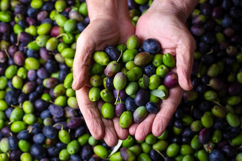 le olive fanno ingrassare