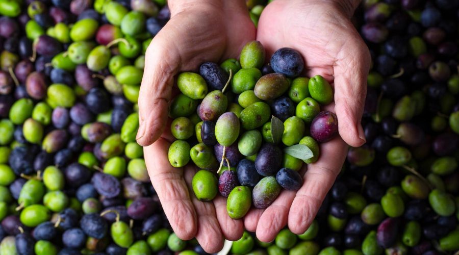 le olive fanno ingrassare